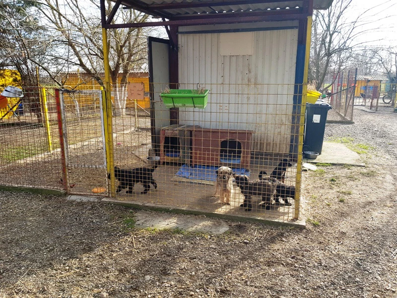 Orašje muku muči sa psima lutalicama