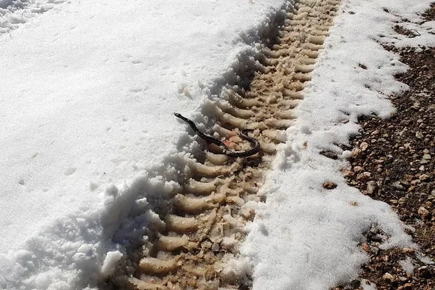  Poskok u snijegu iznenadio planinare na obroncima Komara