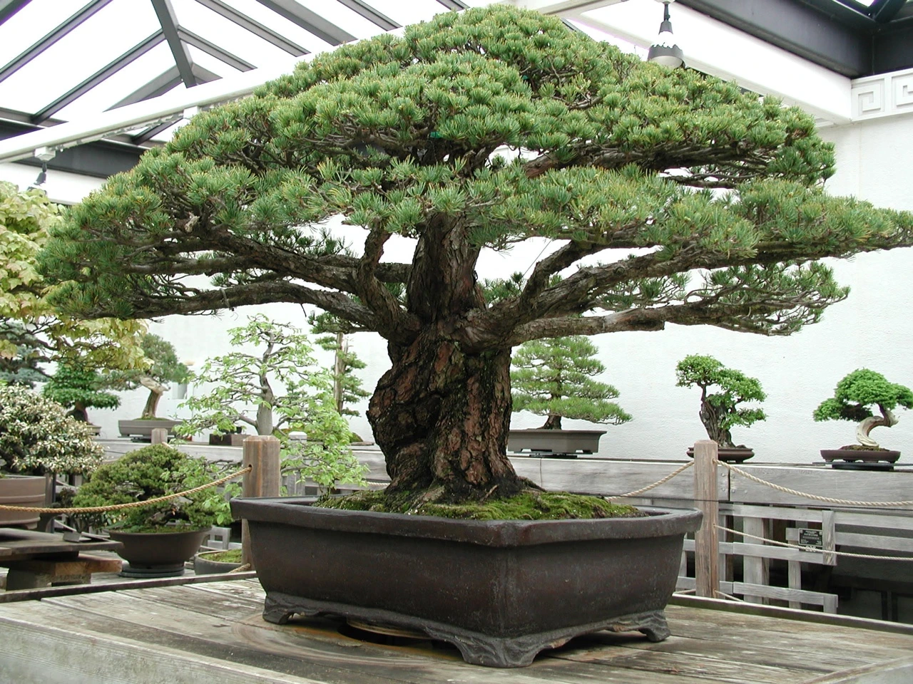Očajni vlasnici: Ukraden im bonsai star 400 godina
