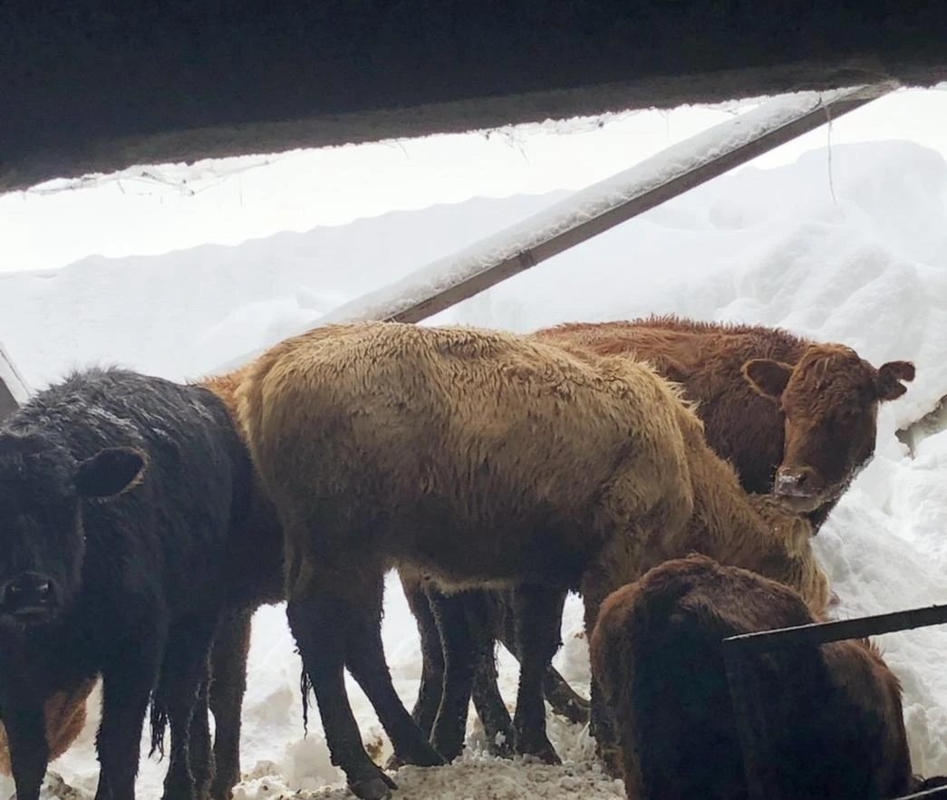 Tomislavgrad: Srušio se krov na farmi i usmrtio 15 goveda