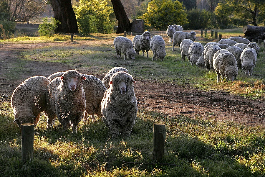 Rekord: Ovca iz stada ojanjila petero janjadi