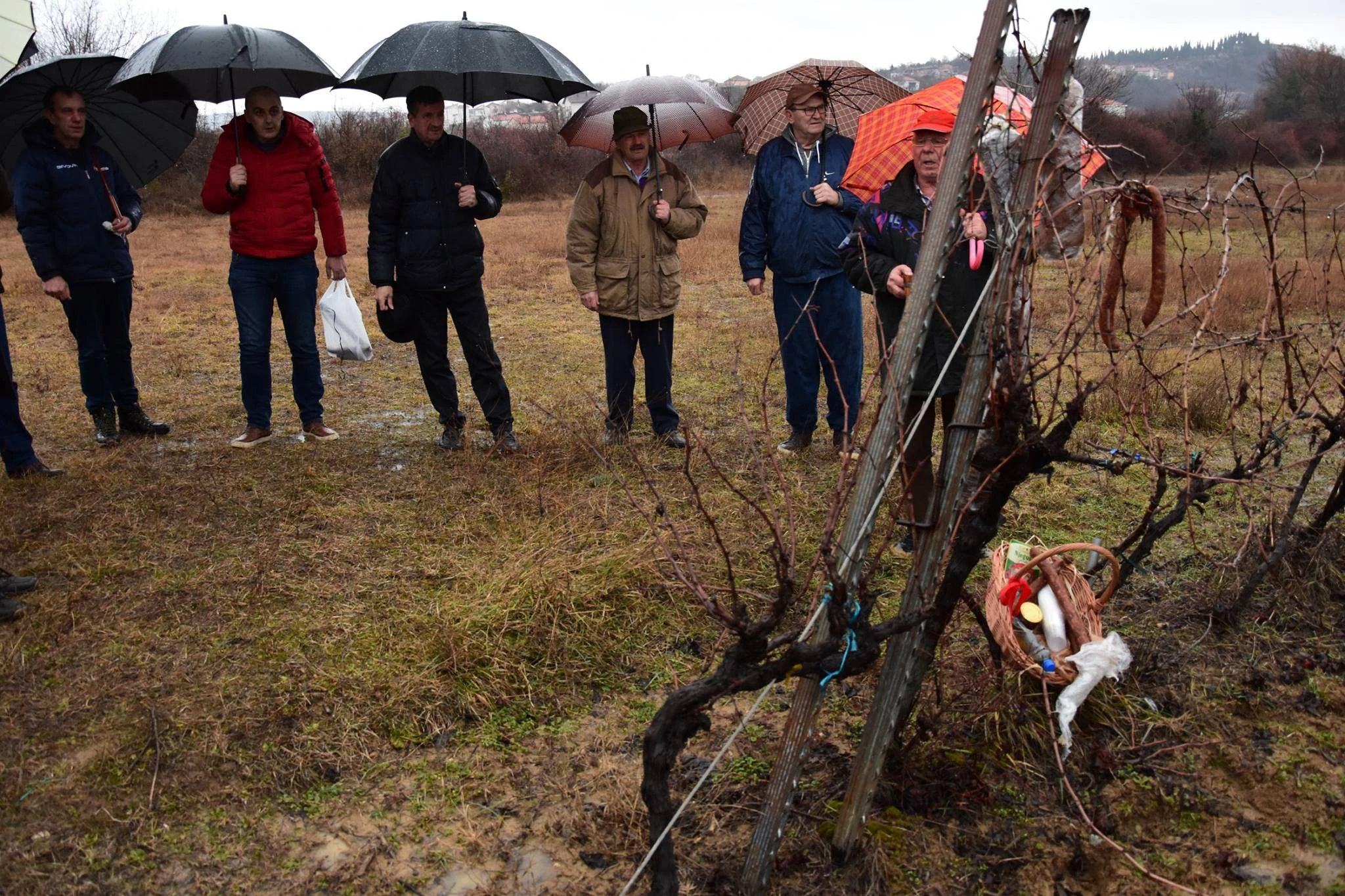 Čitluk: Vinogradari će nastaviti s mnogo ljubavi obrađivati svoje vinograde