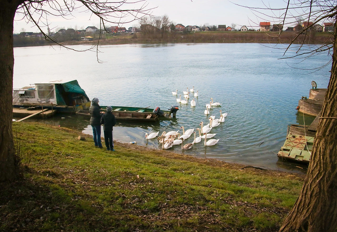 Labudovi, ponos grada