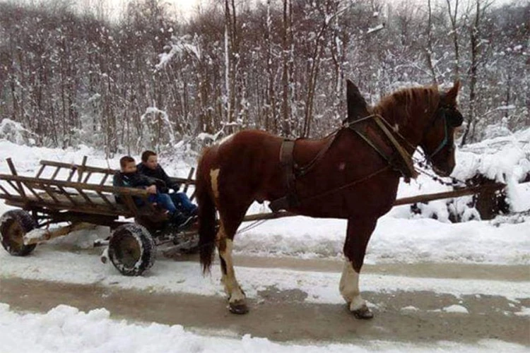 Dječaci u školu putuju konjskom zapregom