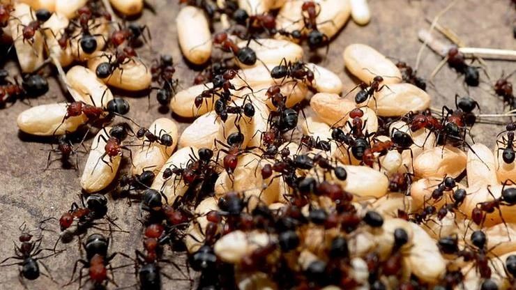 Snap-Jaw Ant - najbrži mrav na svijetu
