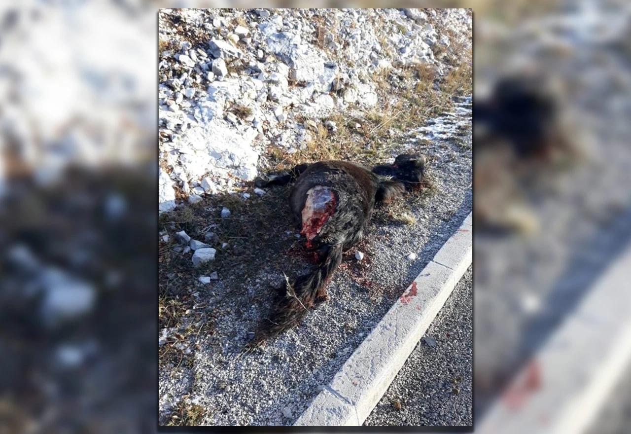 Livno-Šujica: Kraj ceste pronađen raskomadan divlji konj