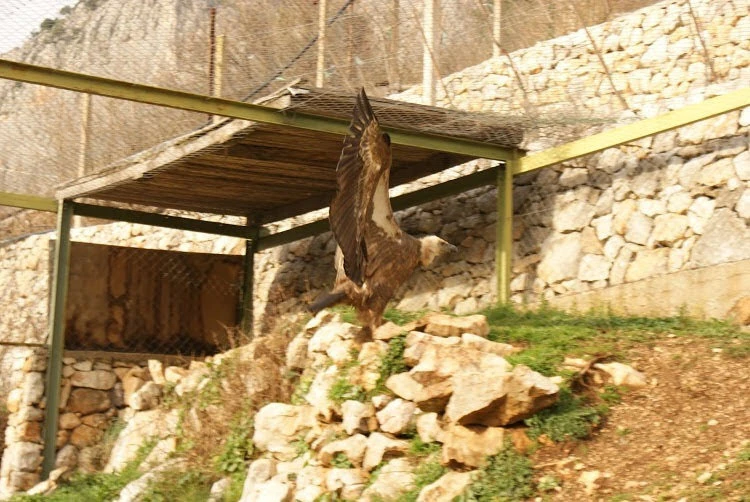 Blagaj: Otrovan posljednji par bjeloglavih supova u BiH