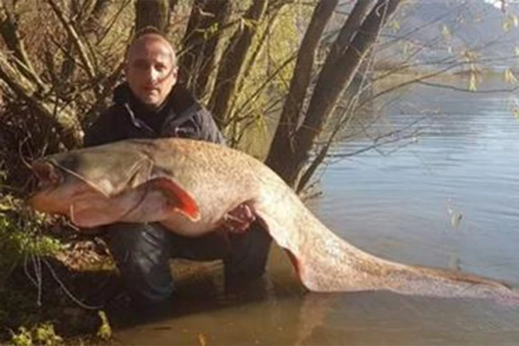 Ulovio soma teškog oko 60 kilograma