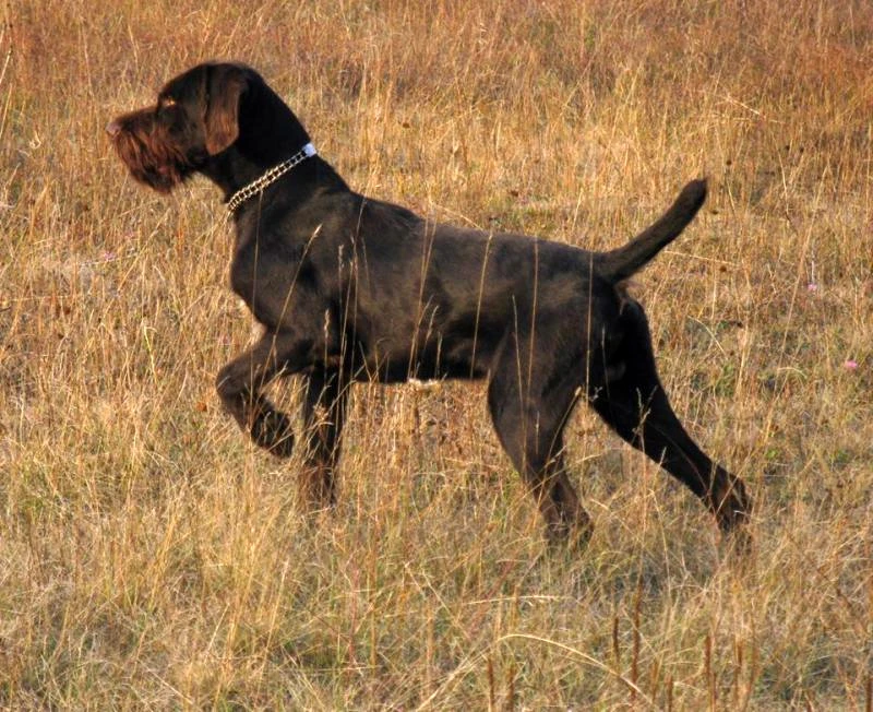 Prvi put u povijesti Veterinarske stanice Tomislavgrad obavljena transfuzija krvi psa