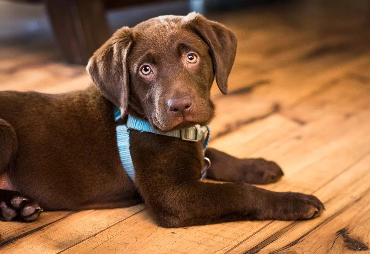 Labradori boje čokolade žive kraće