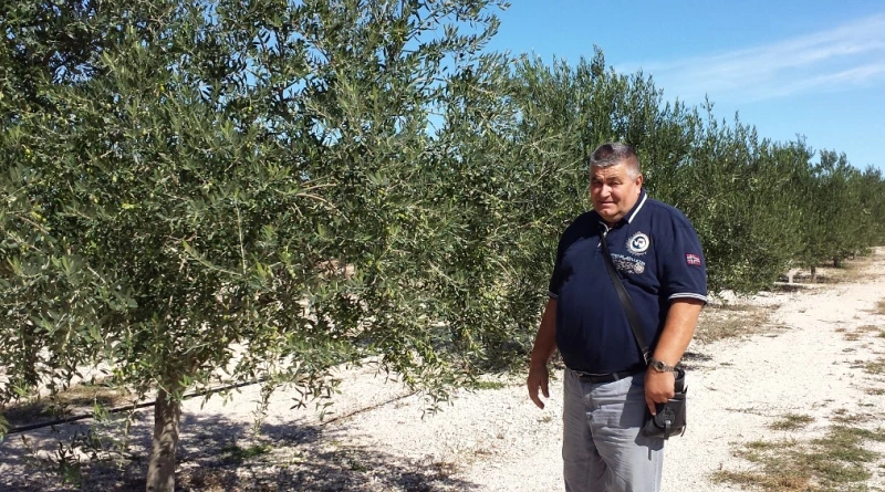 Ljubuški: U punom jeku berba i prerada maslina 