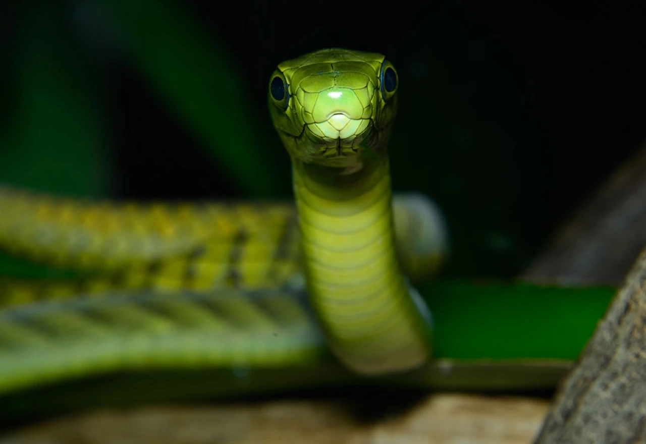 Pronađena odbjegla smrtonosna zelena mamba