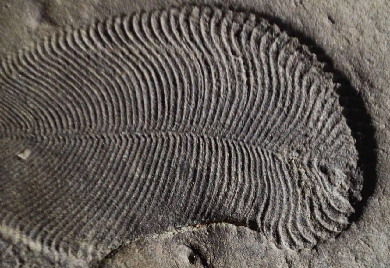 Pronađen Sveti gral paleontologije