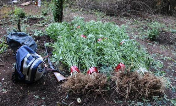 Naoružan dočekao policijsku zasjedu: Zaplijenjeno 59 stabljika marihuane