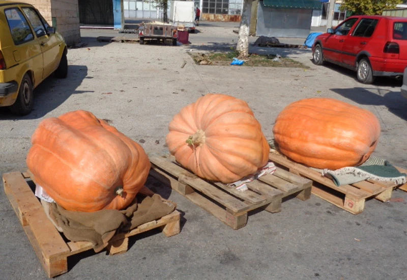 Čapljina: Na Veletržnici tikve teške preko 135 kilograma
