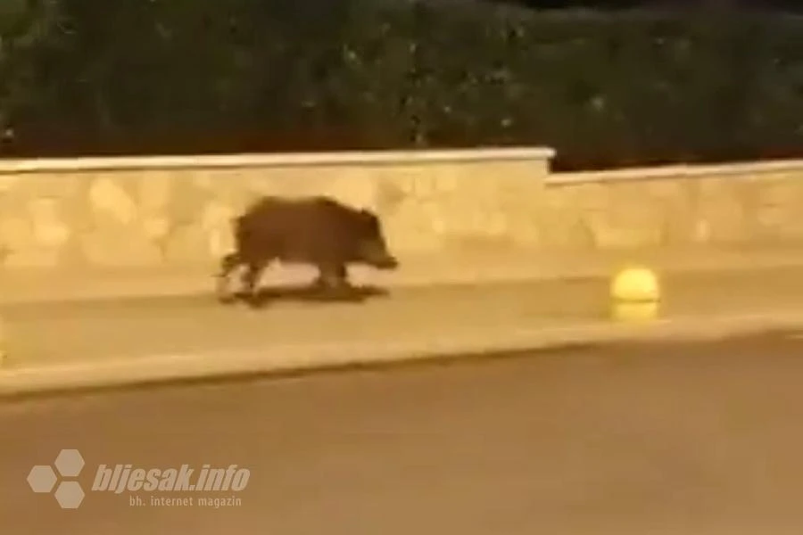 Divlja svinja prošetala središtem Širokog Brijega