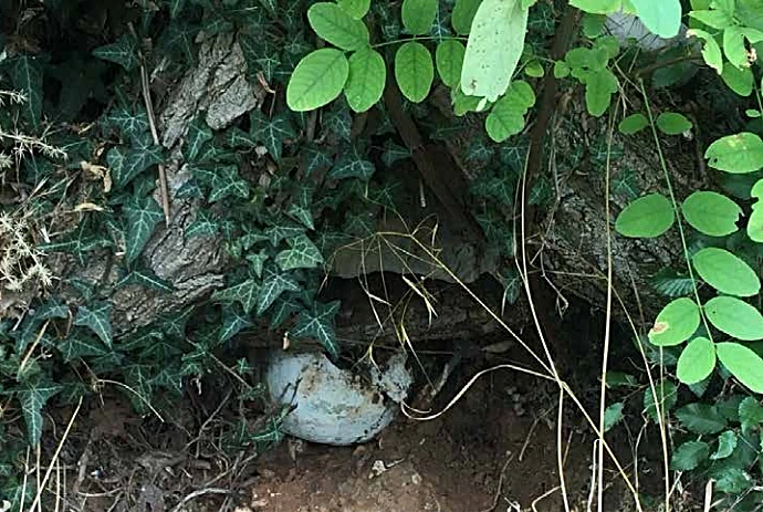 Apel iz Gruda: Arheolozi, pobrinite se za kosti!