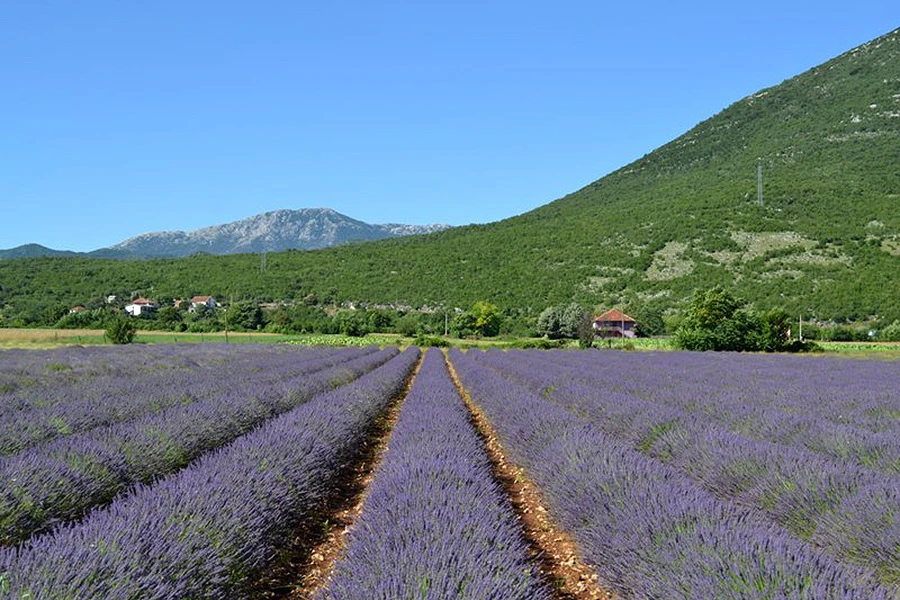 Istočna Hercegovina: Ljekovito bilje kao potencijal za razvoj 