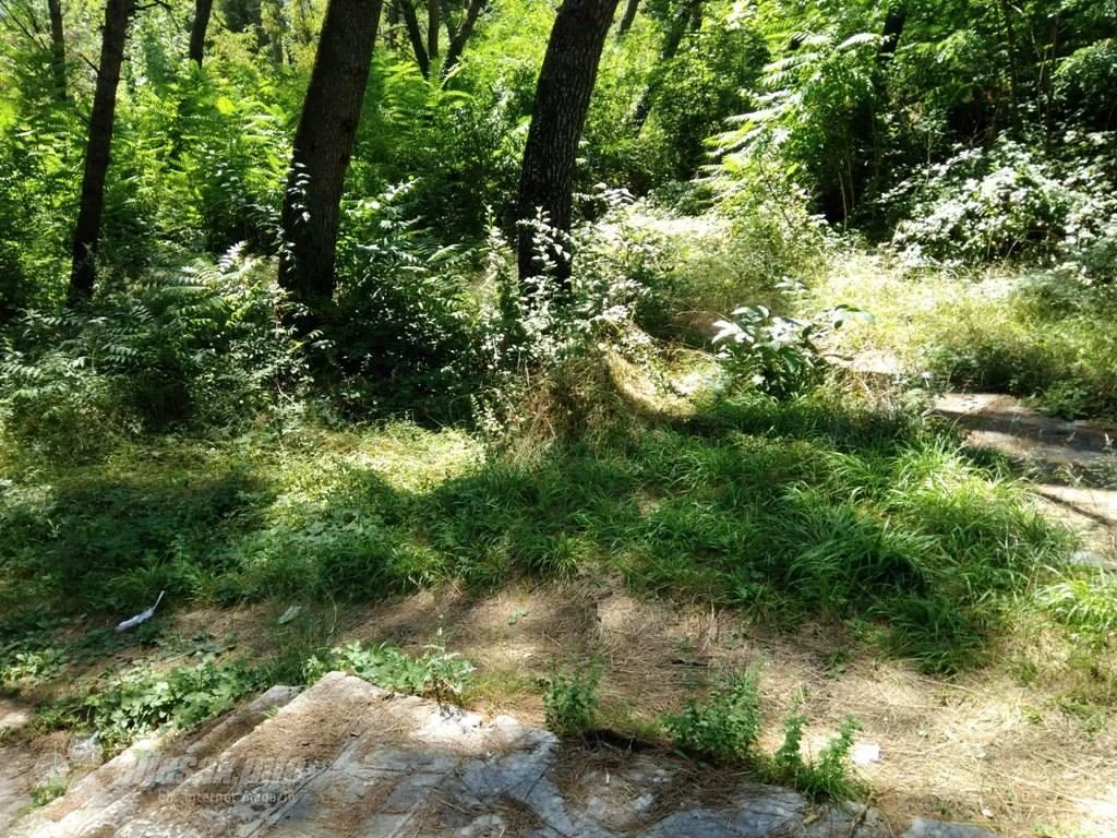 Građani zabrinuti: Džungla u središtu Mostara