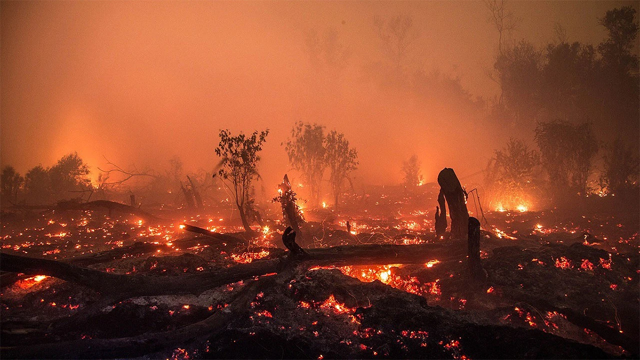 Požar u Čapljini 'progutao' 100 ha šume i niskog raslinja