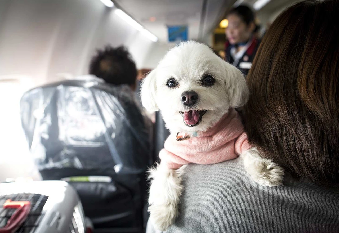 Kako je mali pas prizemljio veliki avion