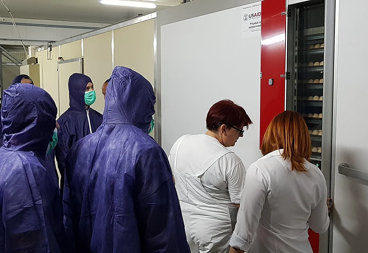 Saznajte put proizvodnje pilećeg mesa u BiH