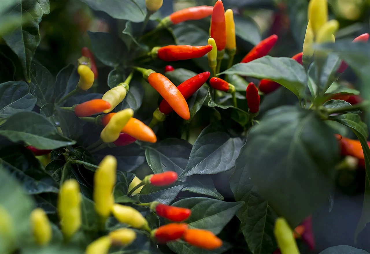 Rekorder: Pojeo 50 ljutih papričica za 68 sekundi