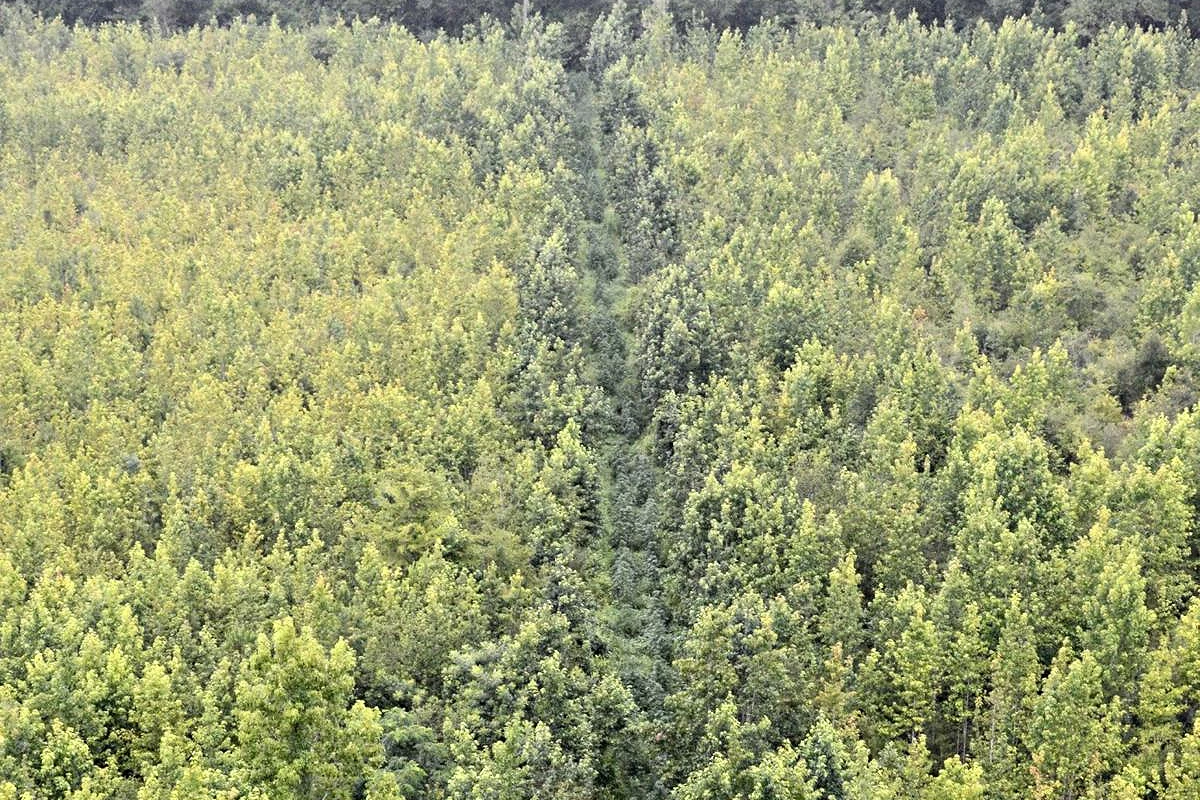 Savjesni građanin iz zraka otkrio plantažu marihuane