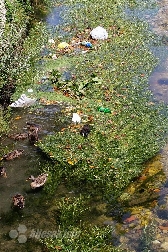 Priroda i društvo u Mostaru: Patke osuđene na život u smeću