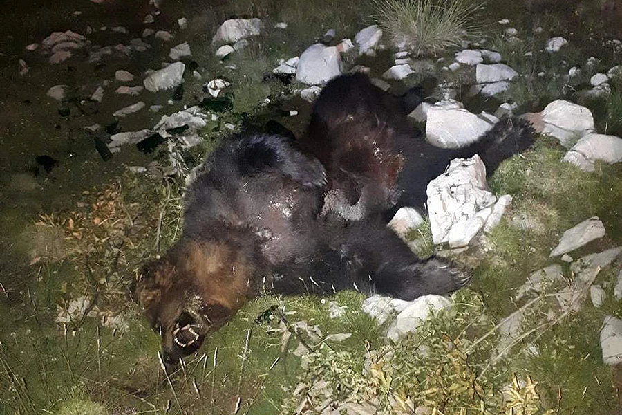 Ubijen medvjed na području Blidinja