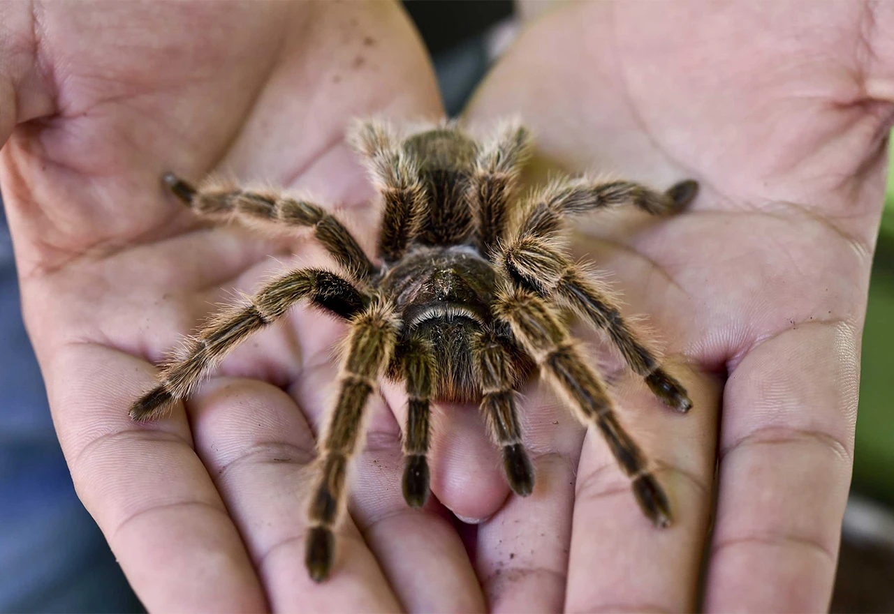 U zračnoj luci pronađen kovčeg s 22 tarantule