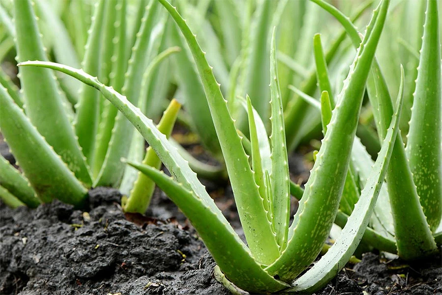 Može li aloe vera zamijeniti kremu poslije sunčanja?