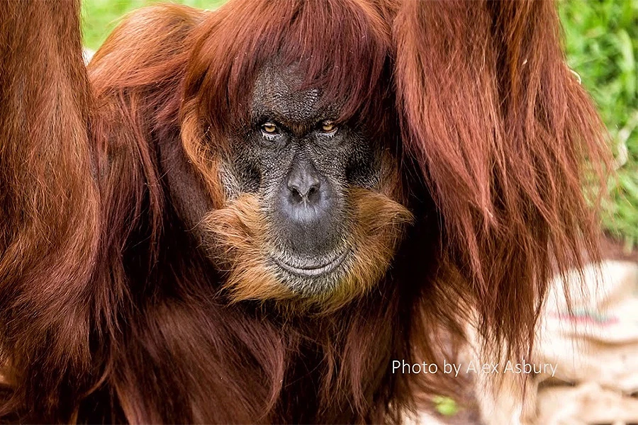 Uginuo najstariji orangutan na svijetu
