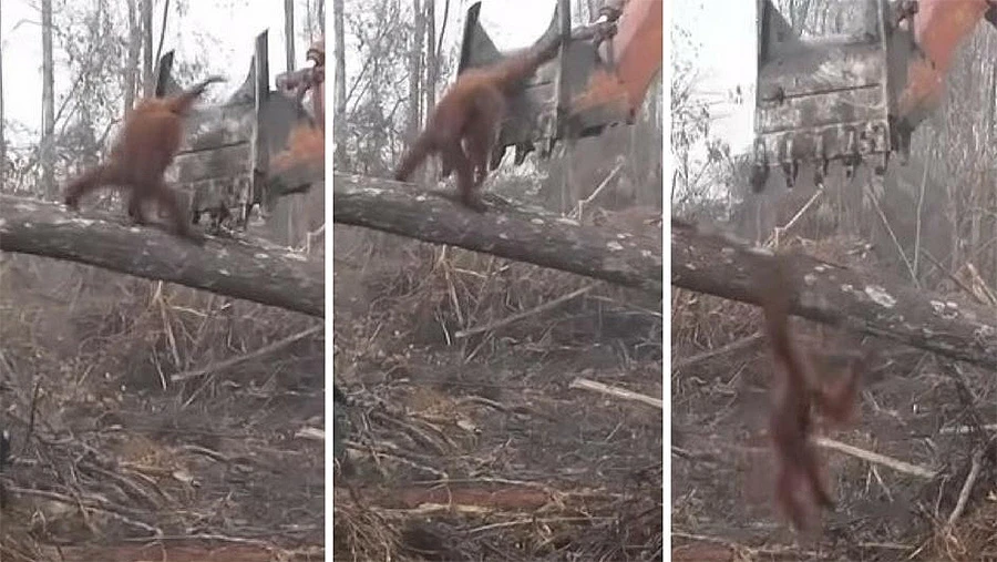 Branio dom: Orangutan napao bager koji mu je srušio stablo
