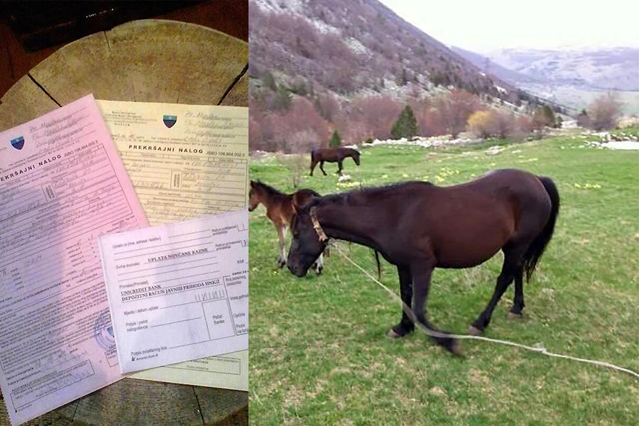 Apsurd (bez)zakona: Kažnjen zbog konja na Rujištu