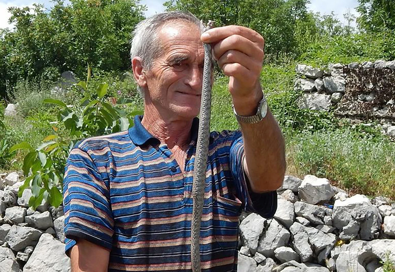Nestašica antiseruma za poskoka - najotrovniju zmiju Europe