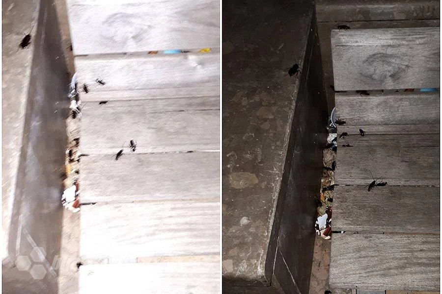 Mostar: Najezda žohara u centru grada   