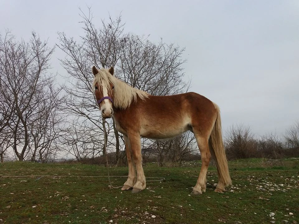 Na Blidinju nestala kobila