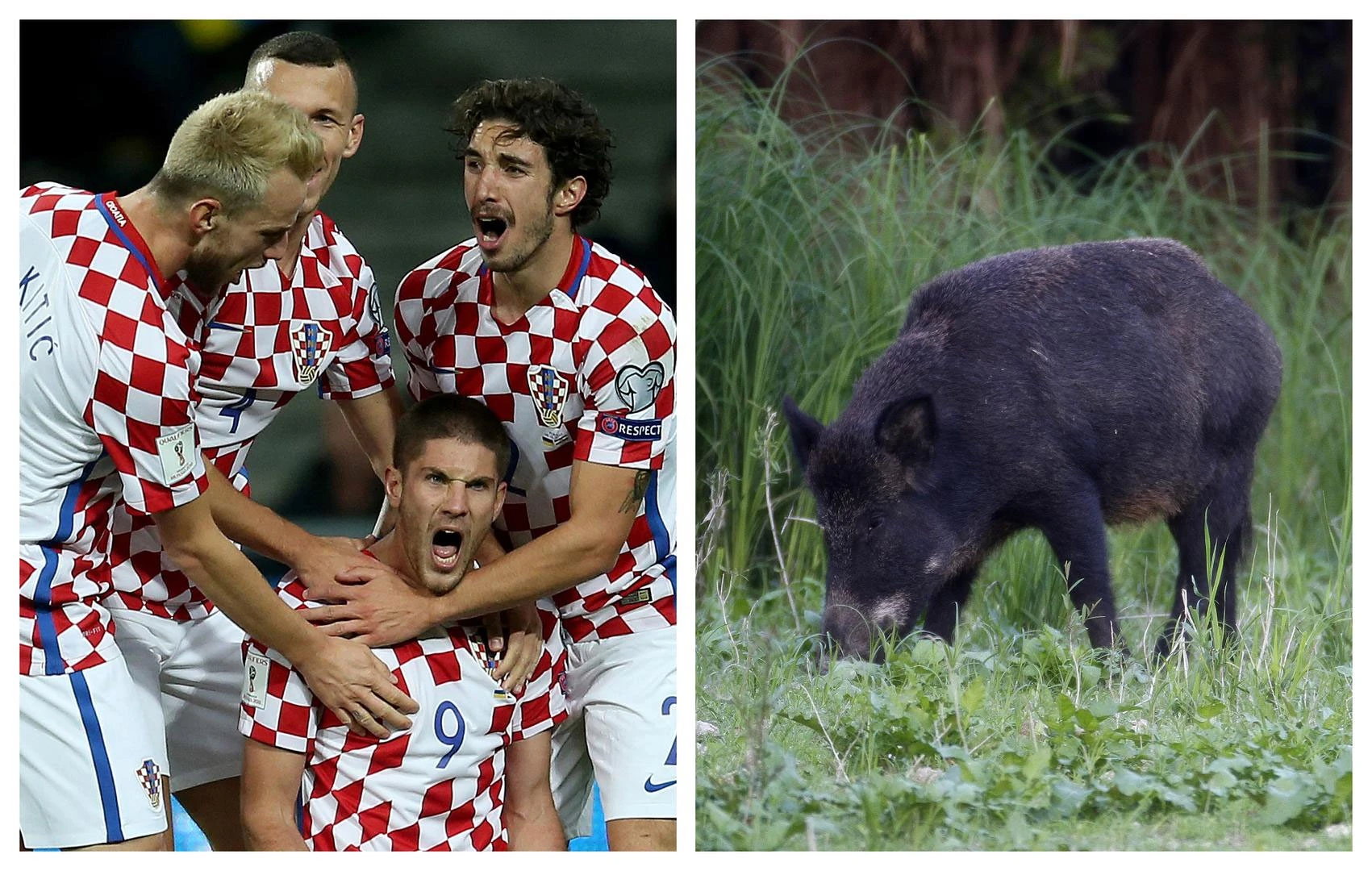 Rusija: Hrvatska reprezentacija 'spasila' veprove i krtice