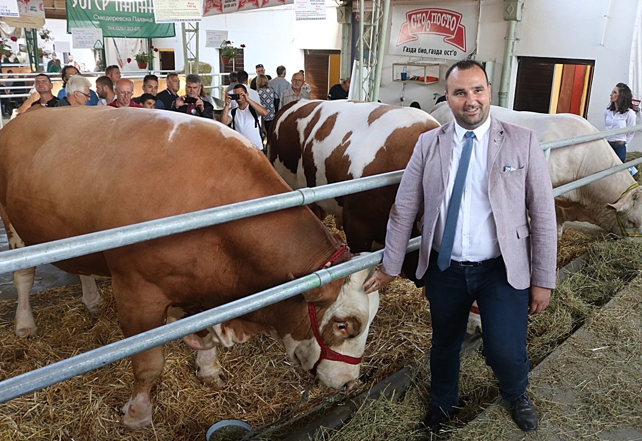 Bik Disko ima 1.600 kilograma i 140.000 potomaka
