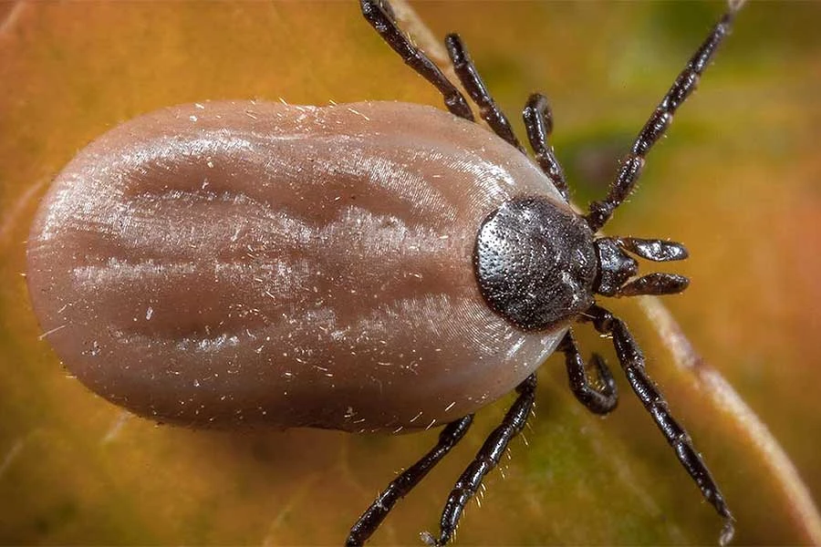 Prirodna rješenja za zaštitu od krpelja