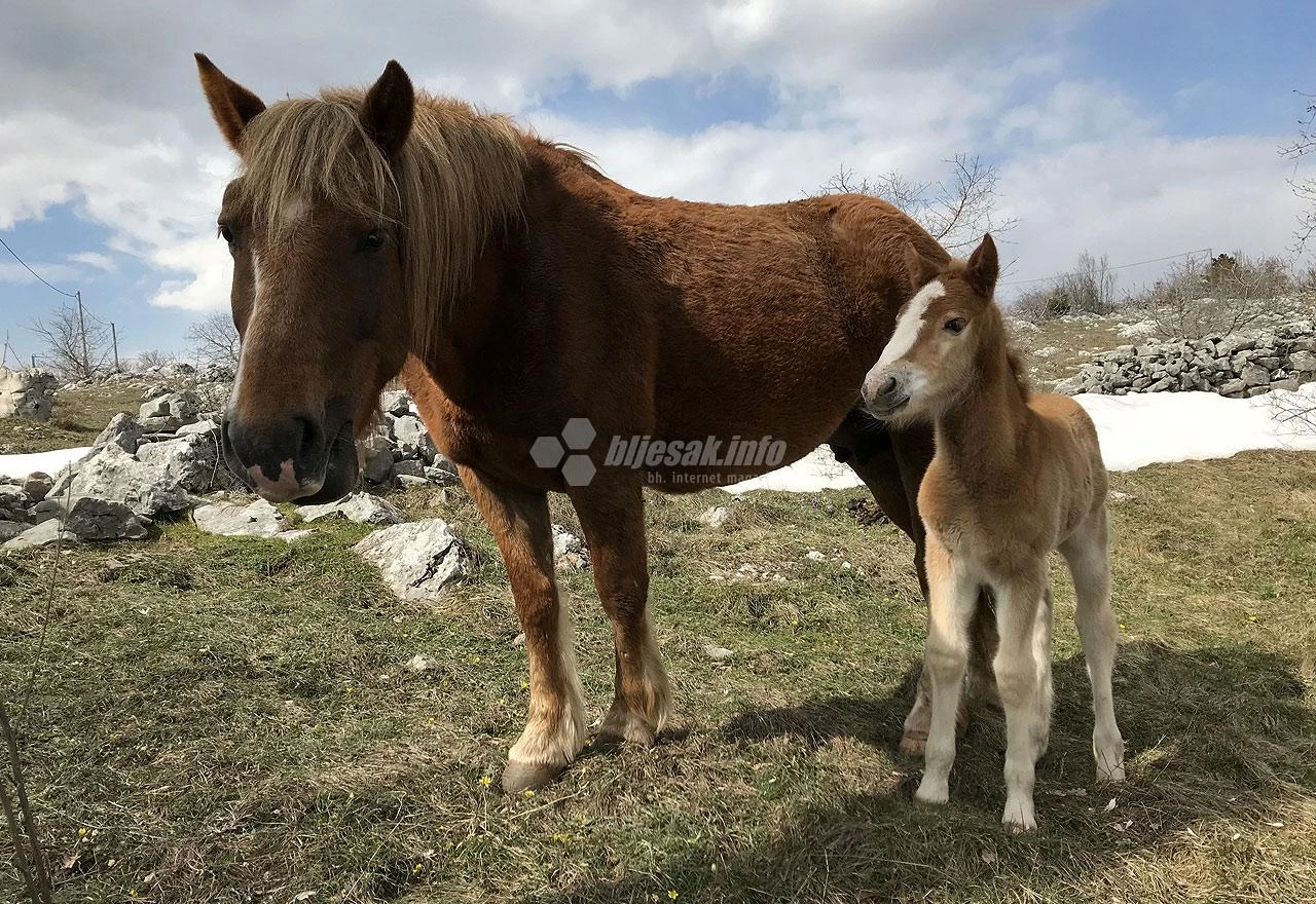 Ždrijebad i borbe pastuha oduševljavaju posjetitelje na Bilima