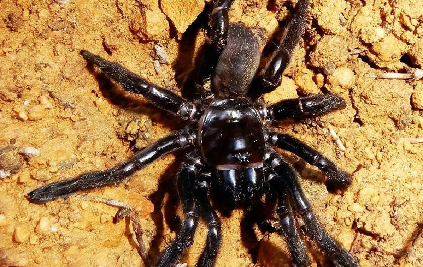 Najstariji pauk u Australiji uginuo od uboda ose