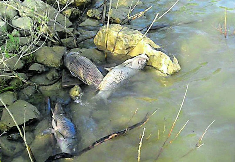 Ribari traže od nadležnih da ispitaju razlog pomora ribe na Mostarskom blatu