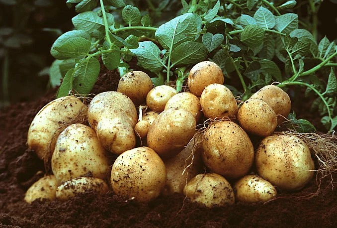 Vlast želi više poljoprivrede   