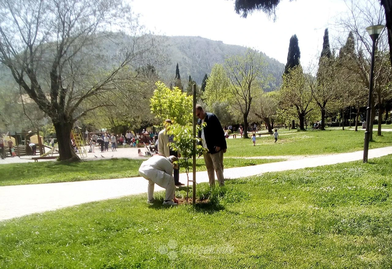 Japanci provjerili trešnje u Mostaru