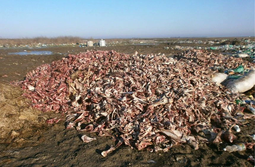 VTK BiH - Uspostaviti sustav za zbrinjavanje animalnog otpada