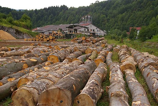 Anarhija u drvnoj industriji: Drvoprerađivači nezaštićeni, trupci idu u izvoz