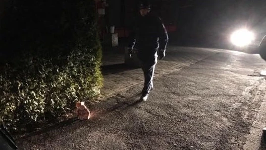 Njemačka: Pred ulazom džamije ostavljena svinjska glava