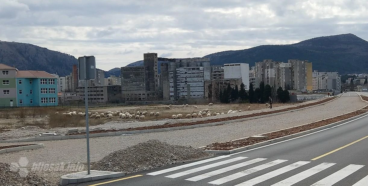 Ovce u Mostaru